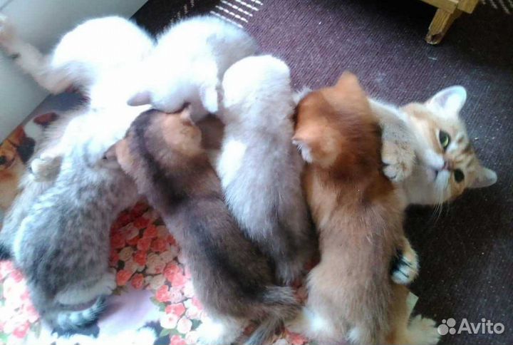 Золотые шиншиллы