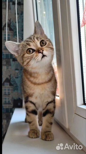 Шотландский скоттиш-страйтик. Котик