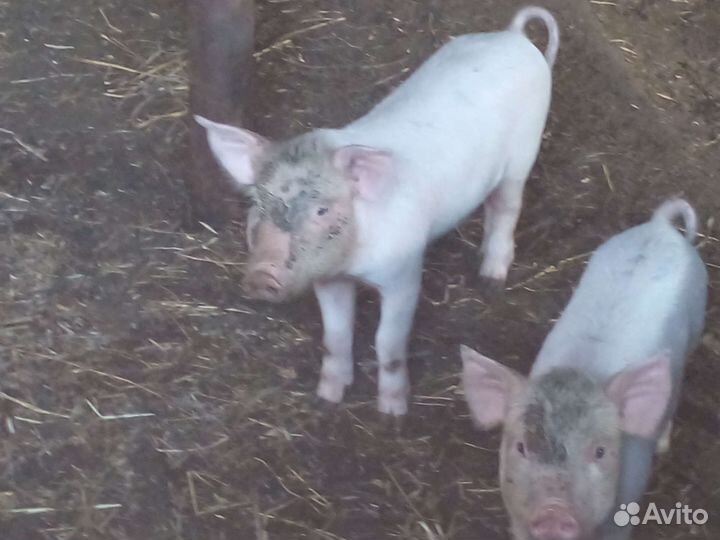Поросята хорошие