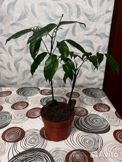 Кастаноспермум