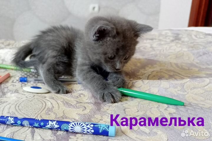 Милые котята в добрые руки