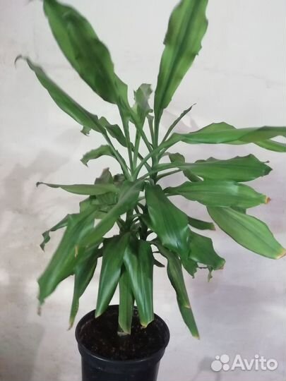 Комнатные растения разные - 3