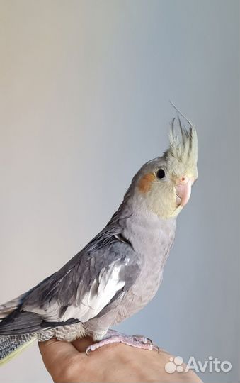 Попугай корелла птенцы 3 месяца