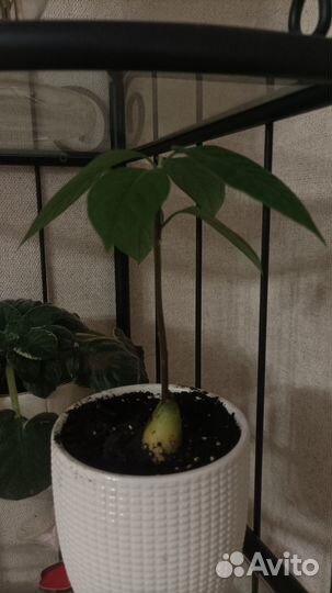 Росток авокадо