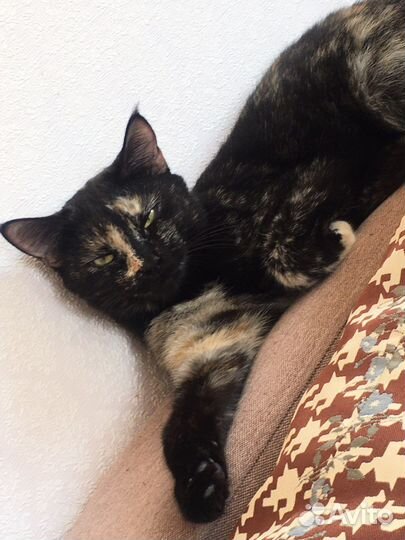 Кошка
