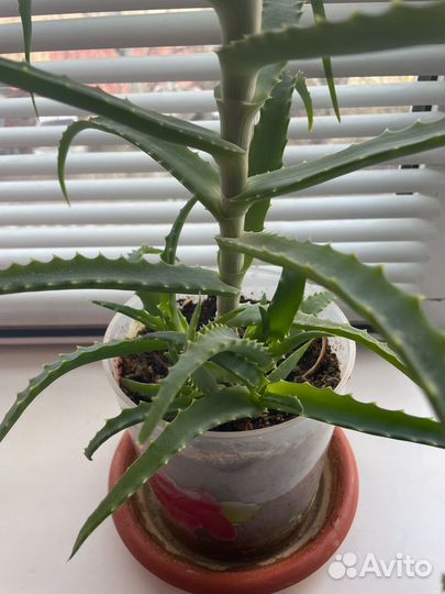 Алоэ лечебный