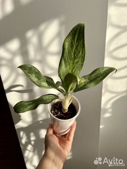 Аглаонема Эмеральд Грей