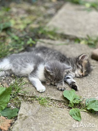 Котята в добрые руки даром