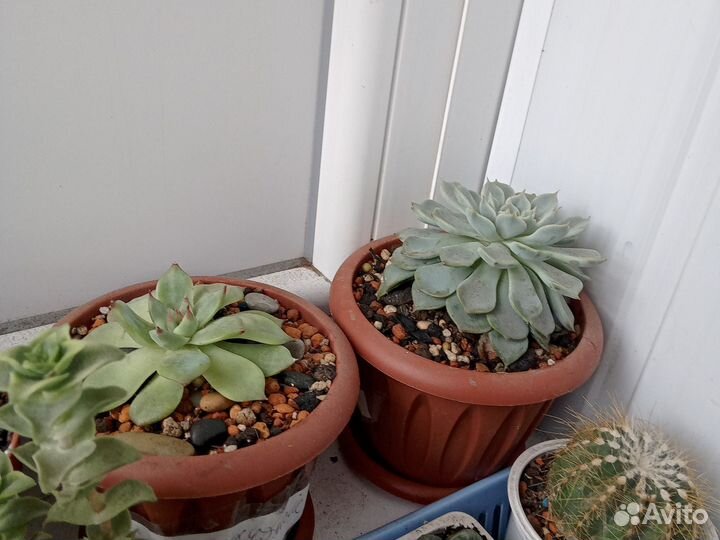 Суккуленты