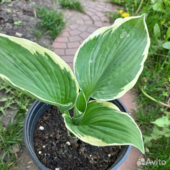 Сортовые хосты