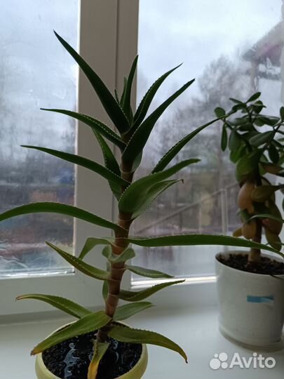 Толстянка, крупный лист, столетник