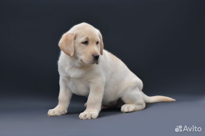 Щенки лабрадора палевые