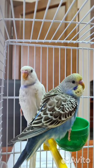 Волнистые попугаи +2 клетки