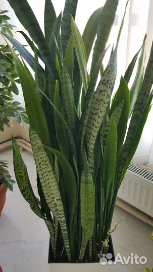Сансевиерия