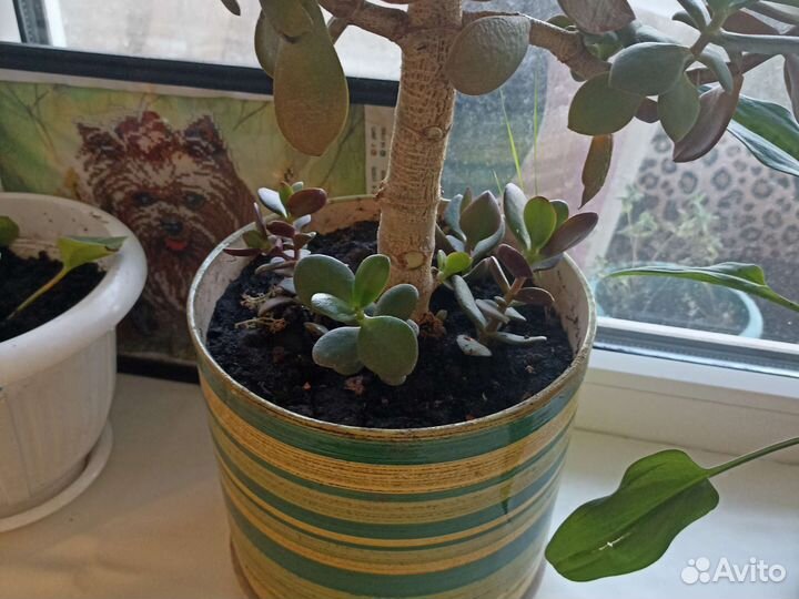 Отростки денежеого дерево