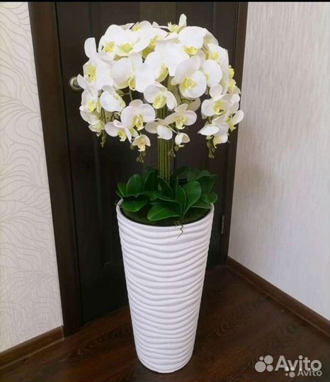 Орхидея фаленопсис