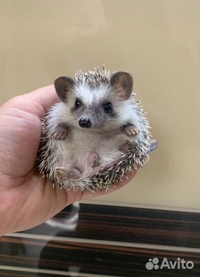 Ёжики, ежи ручные, карликовые (разные окрасы)