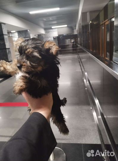 Вязка двух мини мальчиков йоркширские терьеры