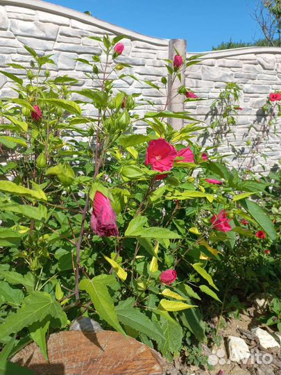 Гибискус травянистый