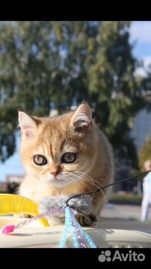 Котик готов к переезду