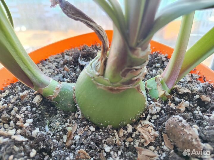 Гиппеаструм Vittatum (детка)