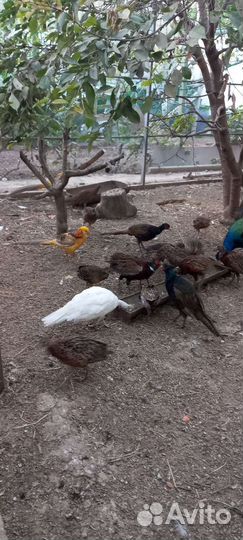 Фазаны и павлины