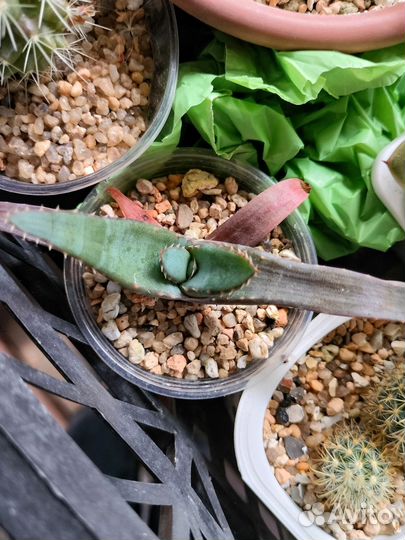 Кактусы и суккуленты