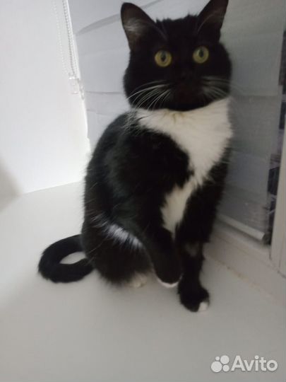 Милка - красавица кошечка, 9 мес