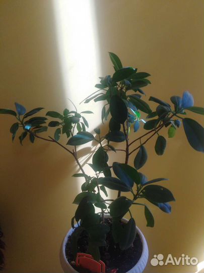 Комнатные растения