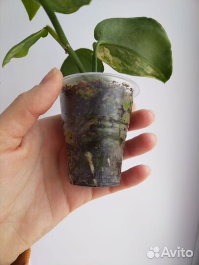 Сциндапсус Жаде сатин вариегатный