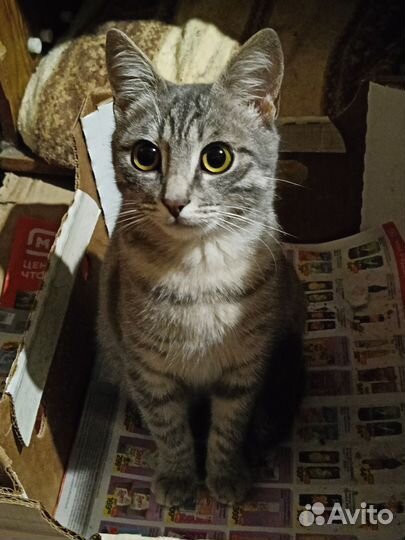 Отдам котёнка в добрые руки