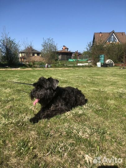 Цвергшнауцер щенки