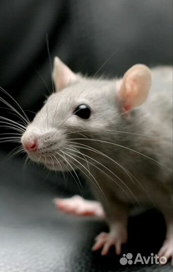 Декоративная крыса