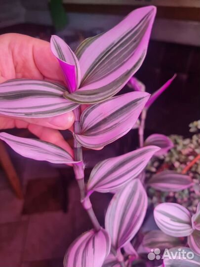 Традесканция нанук