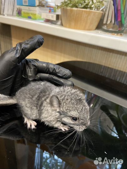 Шиншилята, белый вильсон, серый эбони