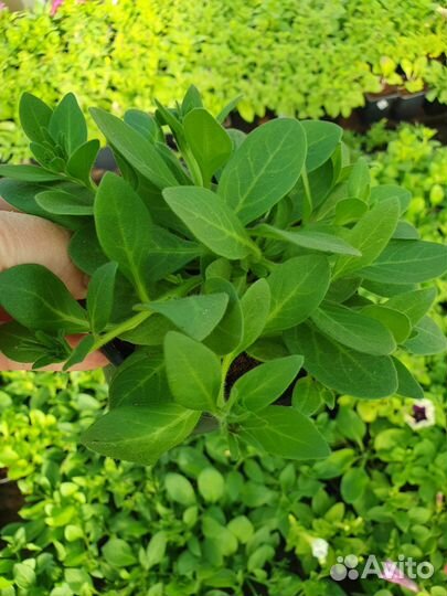 Петуния ампельная, полуампельная, каскадная