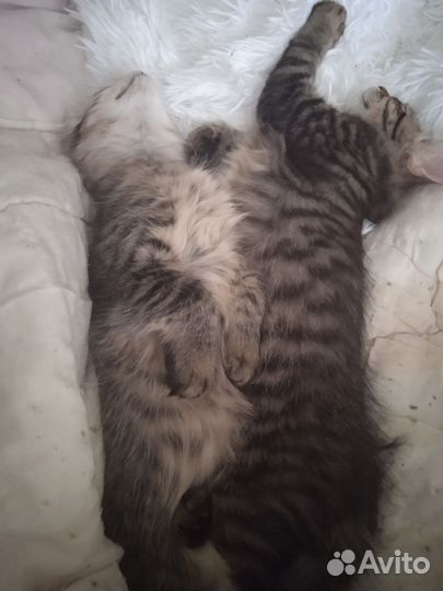 Котик в добрые руки