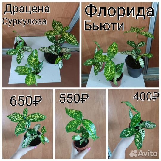 Разные растения