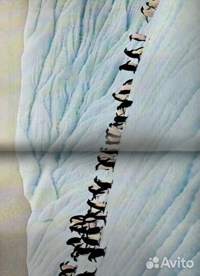 Живой мир полярных районов Карлтон Рей Дж