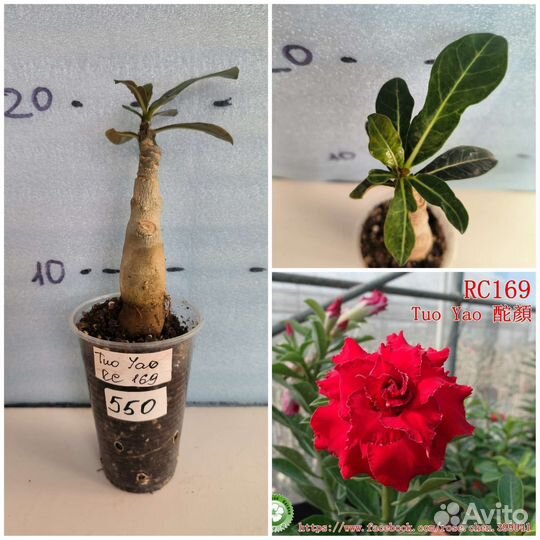 Адениум, прививки