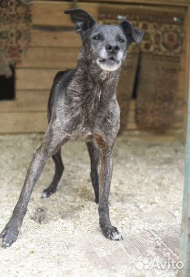 Несчастная старушка вся жизнь в приюте