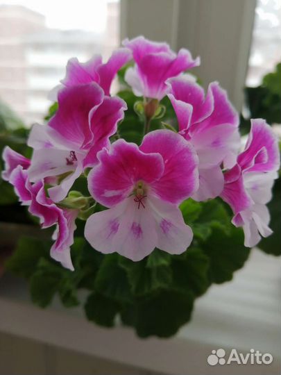 Пеларгония герань королевская, ангел