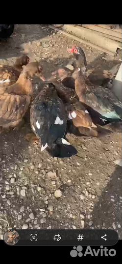 Утки красный бык