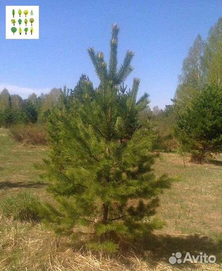 Крупномер сосна с гарантией