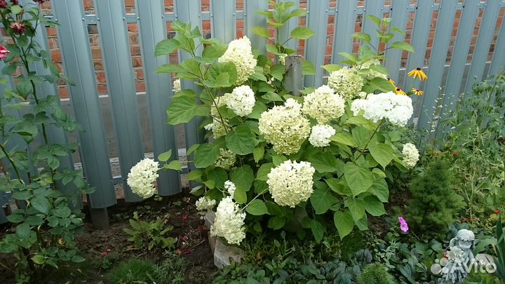 Растения для сада