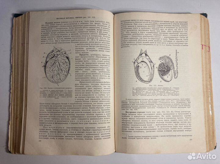 Анатомия тонков учебник нормальной анатомии