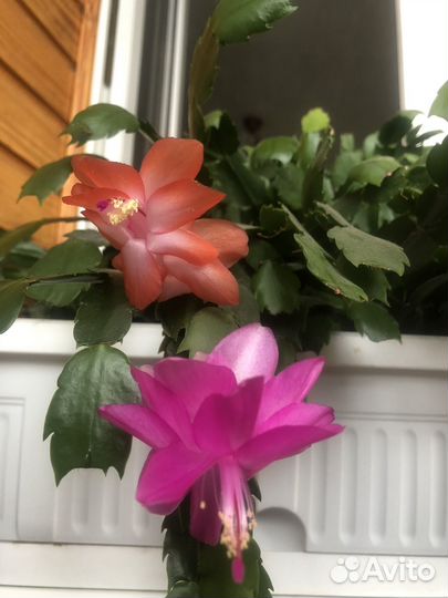 Шлюмбергера сортовая