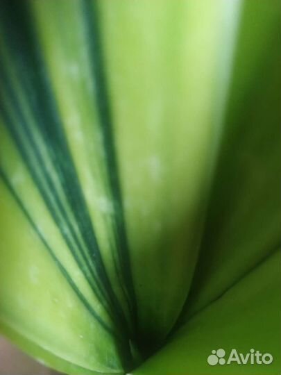Сансевиерия голден флейм