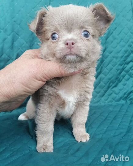 Мини Голубаш