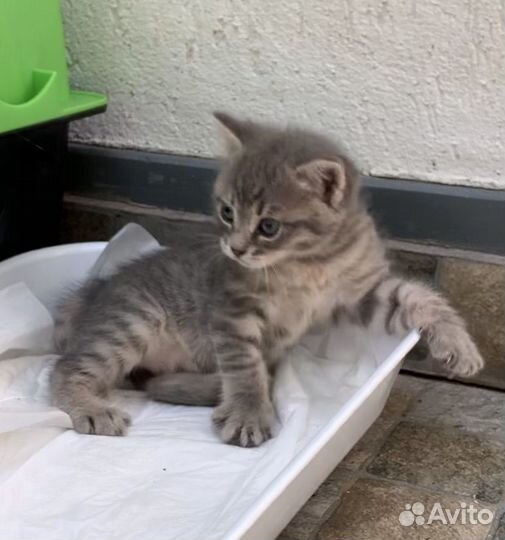 Котенок с характером) Метис британки